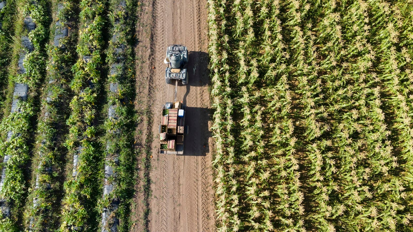 Aerial view of a tractor harvesting between rows of crops